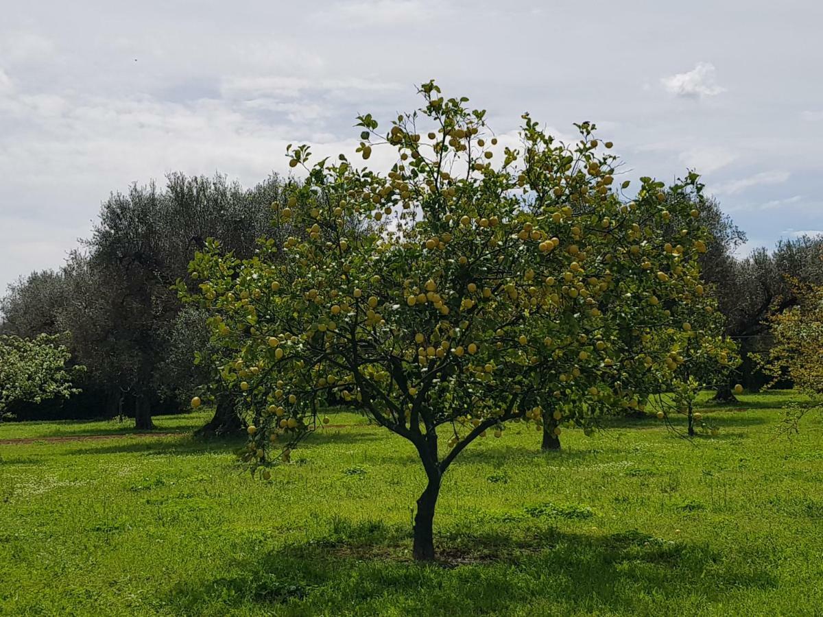 Masseria Pisciani Torchiarolo Bagian luar foto